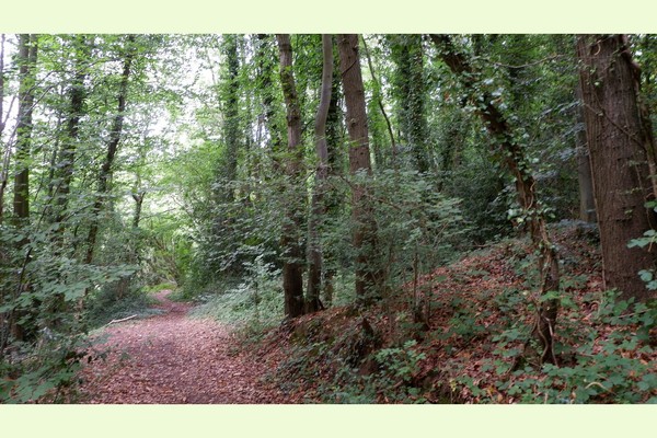 Two Acres of Ancient Woodland in Herefordshire:  (Private Mortgage Available).