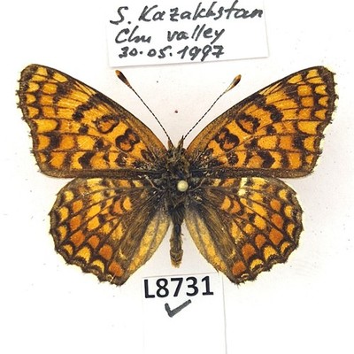 Nymphalidae, Melitaea phoebe wagneri, female, A1-, Kazakhstan