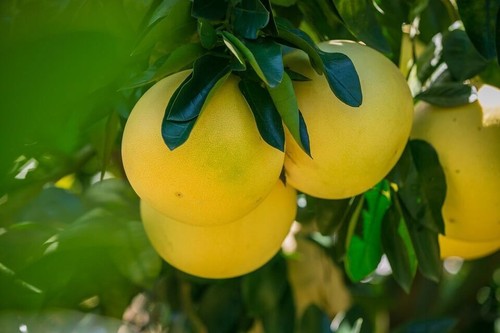 40 Pomelo Seeds Giant Grapefruit Seed Citrus maxima Organic Fruit Heirloom - Picture 11 of 12