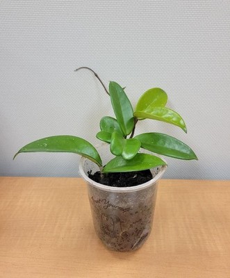 Hoya Carnosa ,Hanging plant
