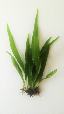#ad #ad *BUY 2 GET 1 FREE* Java Fern Microsorum pteropus Easy Live Aquarium Plant ✅ $8.99