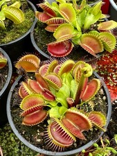 Dionea Muscipla ,9cm Tall Pot ,Carnivorous Plant Strong Adult Divisions Rooting