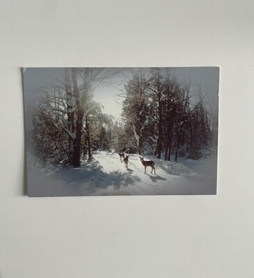 Greetings From West Virginia Winter Landscape Snow Deer Chrome Unposted Postcard