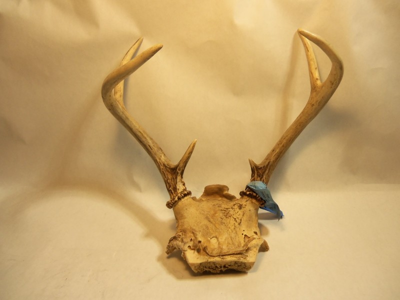 Whitetail Deer Antlers,  Deer Tag on Horn,  12 Inches Tall, 11 Inchs Wide, A