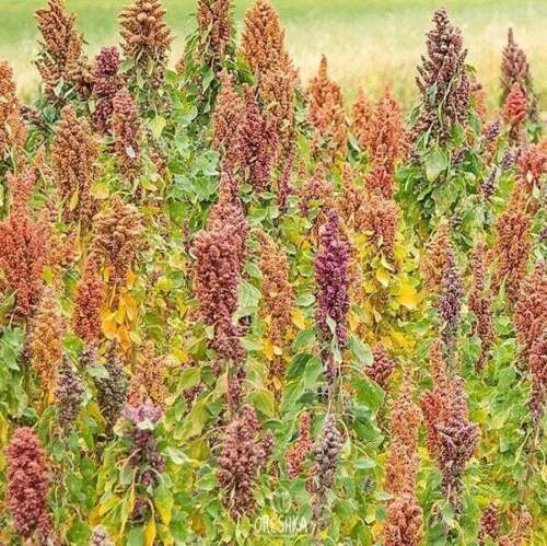 Canihua (Chenopodium pallidicaule, kaniwa) 100+ / 1000+ / 10000+ piezas semillas frescas - Imagen 4 de 8