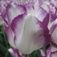 10 - SHIRLEY Triumph Tulip Flower Bulbs FANTASTIC PERENNIALS, DAFFODILS to IRIS