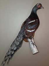 Extremely Rare Humes Bar-tail Pheasant grouse taxidermy bird art quail