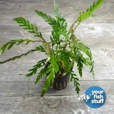 Hygrophila Pinnatifida  Live Aquarium Plants ** 'Buy One, Get One 50% OFF' POTTE