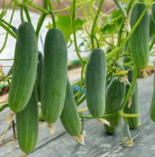 Marketmore 76 Cucumber Seeds NON-GMO Cucumber Seeds Heirloom 200 Seeds