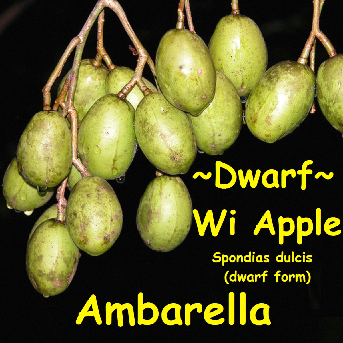 DWARF WI APPLE~ Spondias dulcis AMBRELLA June Plum compact Fruit
