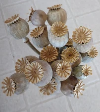 Poppies Flowers Pods, Crafting, Flower arrangements, Home decor, Wreaths & more
