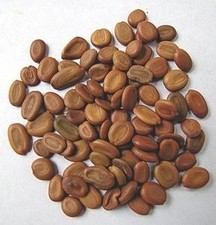 Eva Impex Siras Beej ? Kala Siris (Shirish Seeds)
