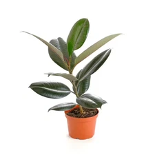 Ficus Burgundy Rubber Tree, Live Indoor Plant, Easy Care Air Purifying Houseplan