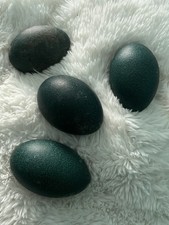 Emu Egg For Hatching