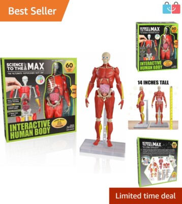 STEM Anatomy Toy: Interactive 14-Inch Human Body Model with 60 Removable Parts