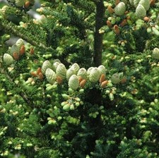 30 Fraser Fir Tree Seeds for Planting - Abies fraseri