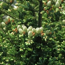 30 Fraser Fir Tree Seeds for Planting - Abies fraseri