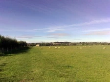 Photo 6x4 Sheep grazing Buckingham Sheep grazing in a field at Manor Farm c2008