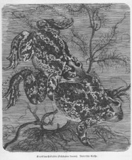 KNOBLAUCHKR&Ouml;TE Pelobates fuscus  Holzstich von 1912 Frosch Kr&ouml;te
