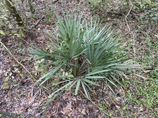 Sabal minor 'Blountstown Dwarf' Seeds