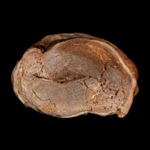 1,7 Zoll Ichthyodectes Fisch fossile Wirbel späte Kreidezeit Niobrara-Formation - Bild 4 von 10