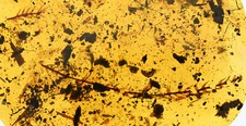 Large compound leaf, Fossil inclusion in Burmese Amber
