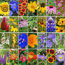 Wildflower Seeds Mix, 2 Oz, 50,000+ Seeds, 28 Varieties, Attracts Bees, Butte...