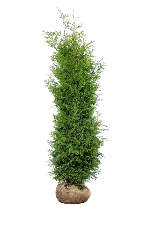 stechpalme convexa Japanische Stechpalme Convexa (Ilex crenata) | 30-40 cm im Topf main image 0