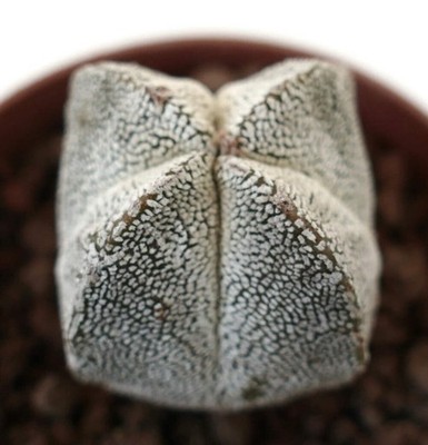 Astrophytum myriostigma cv ONZUKA QUADRICOSTATUM OL8 - Bischofsmütze | Bischofsh