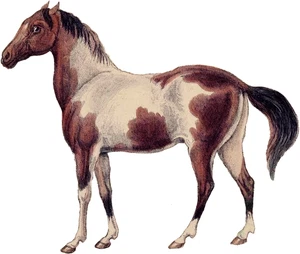 Horse Self Adhesive Vinyl Sticker