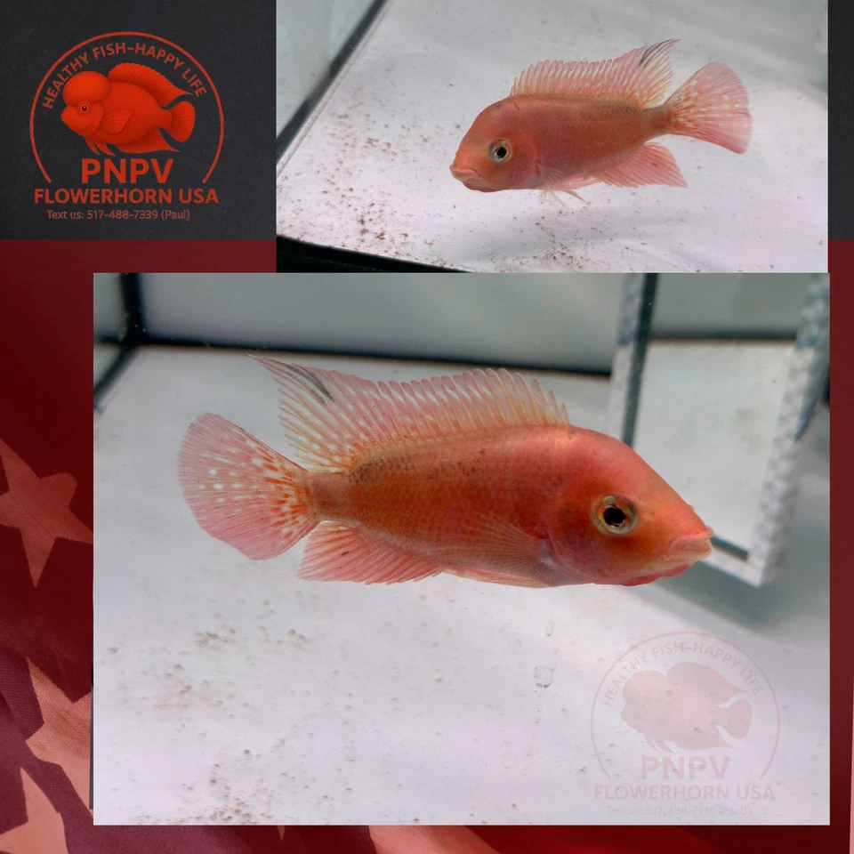 Super Red Monkey- Female Flowerhorn Fish – Premium Quality – Live Aquarium - Image 3 of 4