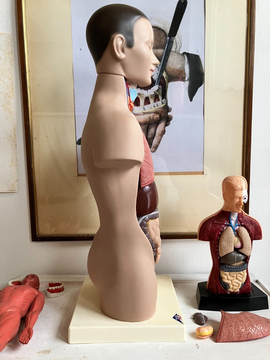 VINTAGE ANATOMICAL PRINT 3D HUMAN BODY MODEL, ARTISTIC