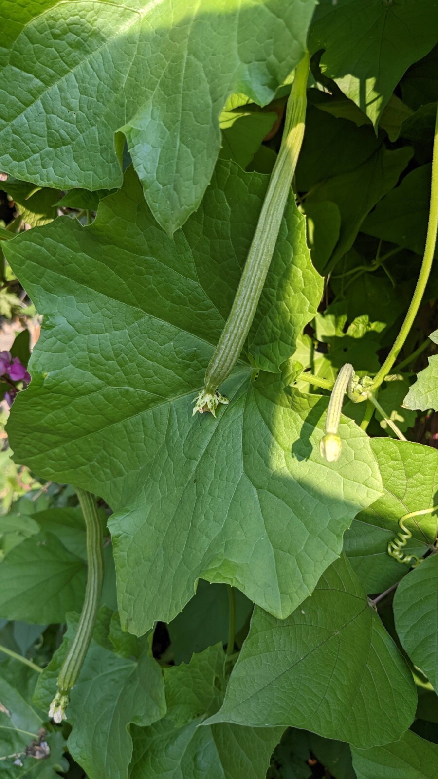 Ridged gourd 10 seeds Chinese Okra Angled Luffa Gourd Sigua