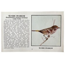 Seaside Sparrow Bird Print 1931 Blue Book Birds Of America Antique Art PCBG13C