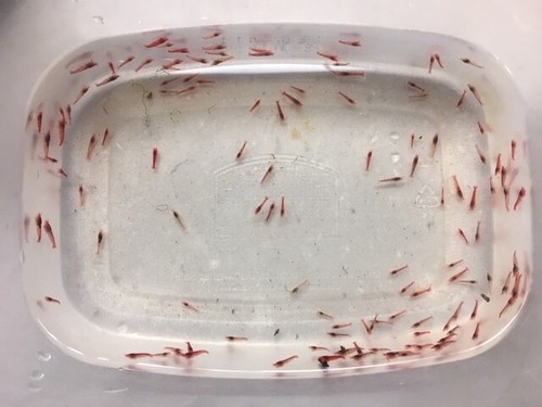 10-3-Hawaiian-Red-Shrimp-Opae-Ula-Halocaridina-Rubra-Volcano-Shrimp