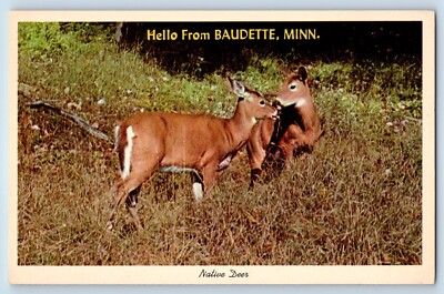 Baudette Minnesota Postcard Hello Native Deer Exterior View 1960 Vintage Antique