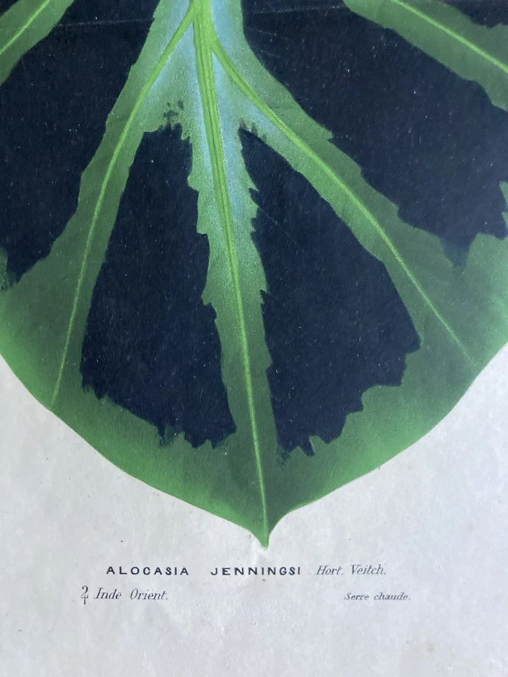 Auténtica impresión en color del siglo XX de una Alocasia Jennings Foto 3 de 4