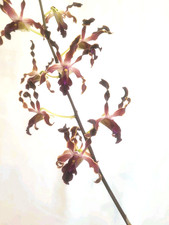 Dendrobium Naoki Kawamura 8 Actual Plant