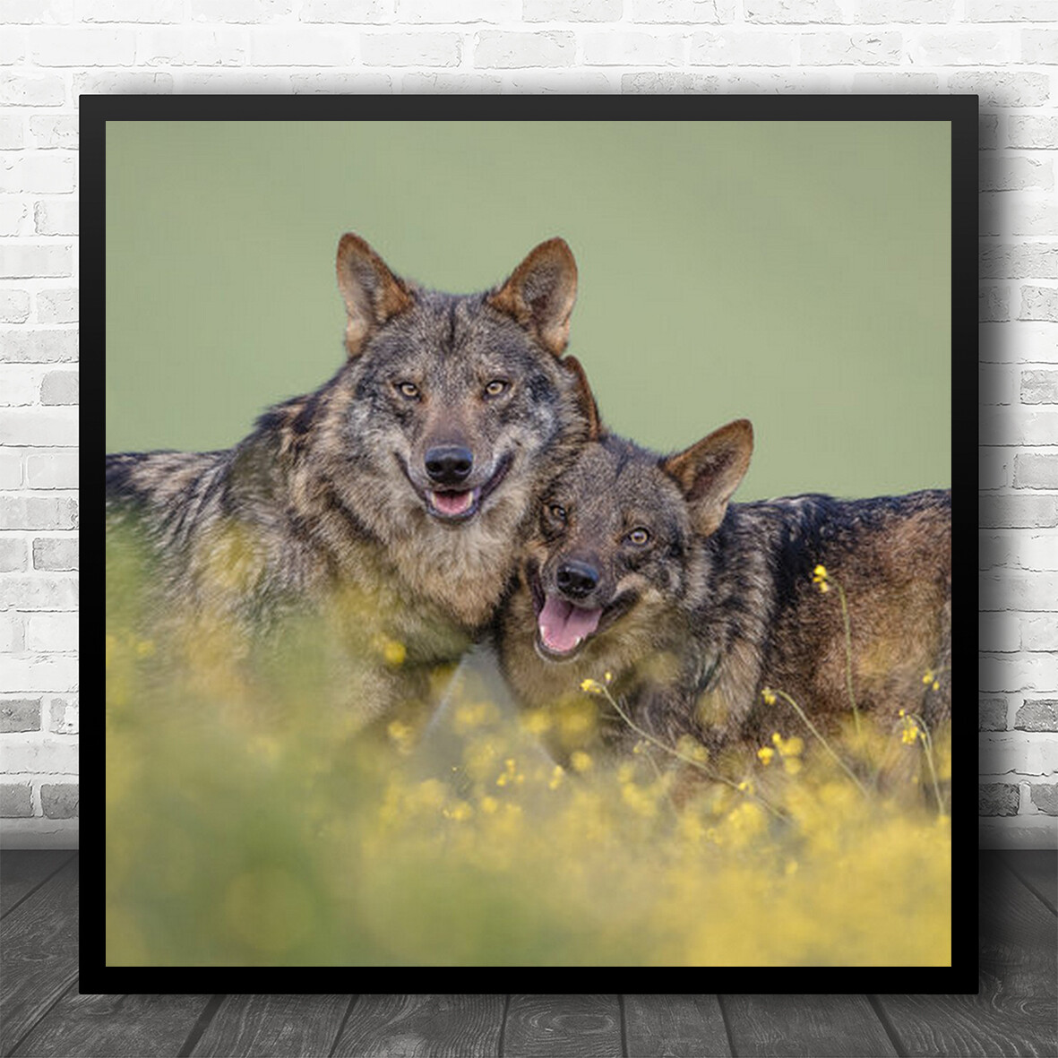 Wolves Animal Spain Spring Flowers Wolf Iberian Smile Tongue Wall Art Print