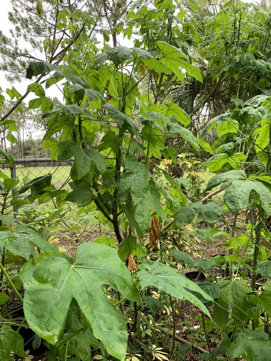 VERY HEALTHY Organic Chaya Plant, Miracle Spinach Tree, Superfood