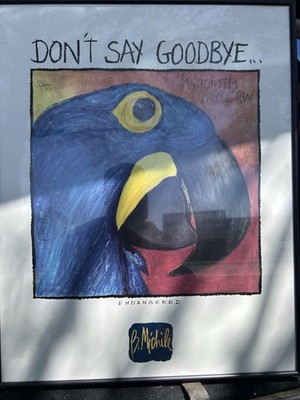 Hyacinth Macaw, 1994 by B. Michèle Maynard - 16 X 20 Inches (Art Print)