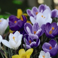 T&M Crocus Value Mix Garden Border Plant Hardy Corm Spring