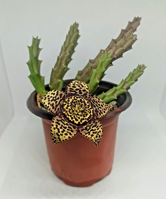 gummibaum bestellen Ficus Trsor (Gummibaum) kaufen? | Walter