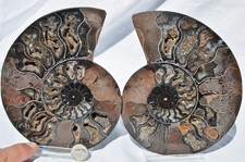Large Black Ammonite Pair Nice Crystals Dinosaur age Fossil 153mm 6.0