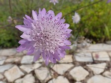 50 x Wild Field Scabious (Knautia arvensis) hardy perennial wildflower