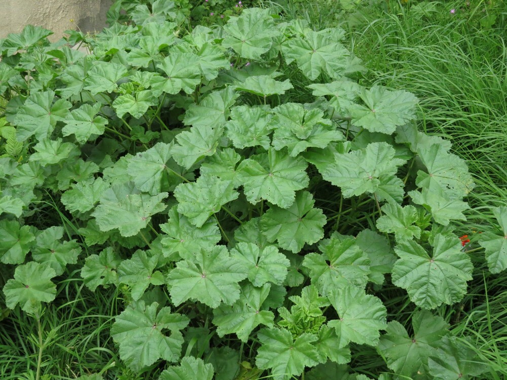 Common Mallow (Malva Neglecta) Seeds | eBay