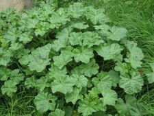 Common Mallow (Malva Neglecta) Seeds