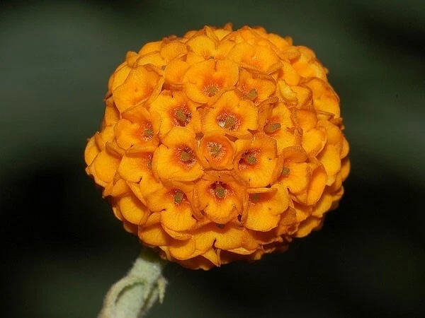Buddleja globosa | Árvore bola laranja | 100_sementes - Imagem 2 de 4