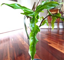 RARE XL Philodendron Paloraense X Tortum 24" Wide Not Monstera