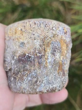 Partial Mosasaur Vertebrae Bones Cretaceous Dinosaur Fossil Ozan TX